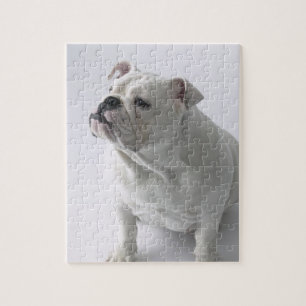 White English Bulldog sitting in studio, Jigsaw Puzzle