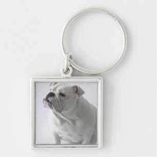 White English Bulldog sitting in studio, Key Ring