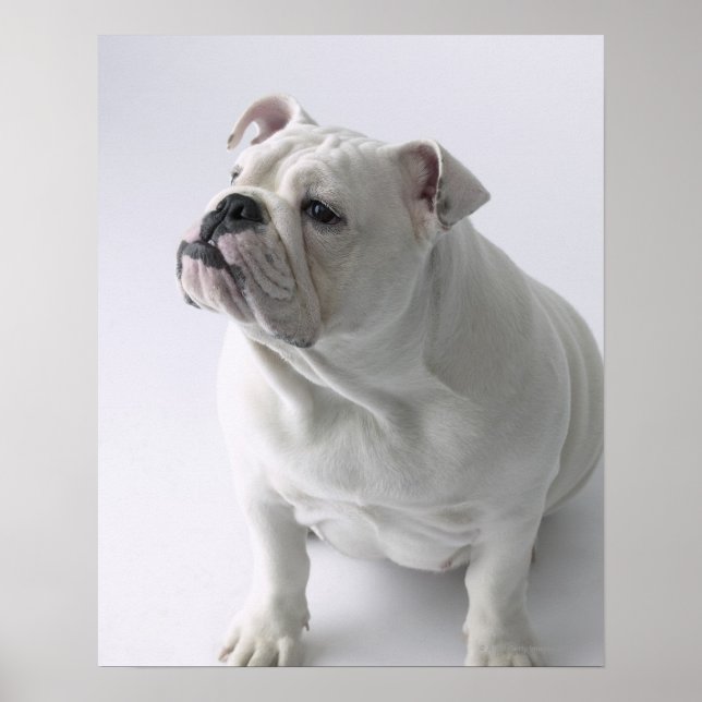 White English Bulldog sitting in studio, Poster (Front)