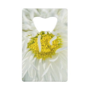 White English Daisy Flower