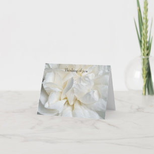 White English rose closeup Card