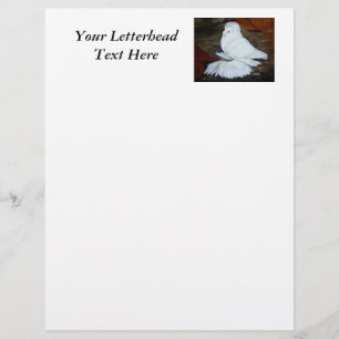 White English Trumpeter Pigeon