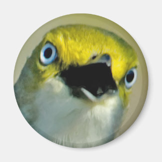 White-eyed Vireo Magnet