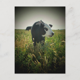 White Face in pasture Postcard