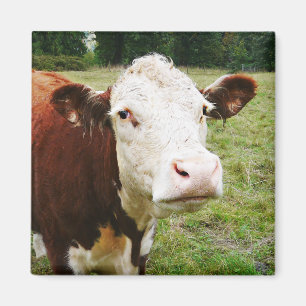 White Faced Beef Cow Magnet