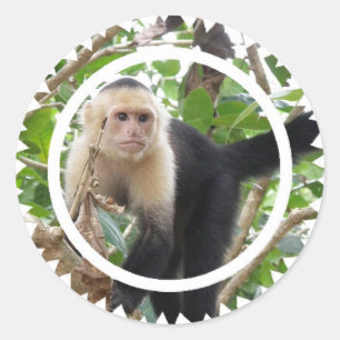 White Faced Capuccin Monkey Stickers