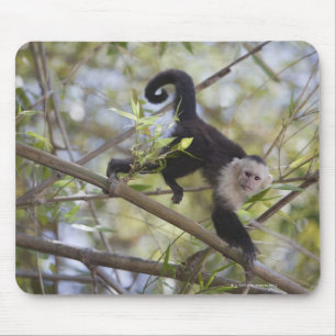 White-Faced Capuchin, Guanacaste, Costa Rica Mouse Pad