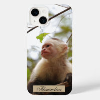 White Faced Capuchin Monkey Photography
