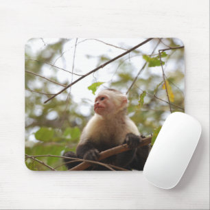 White Faced Capuchin, Wildlife Monkey Photography Mouse Pad