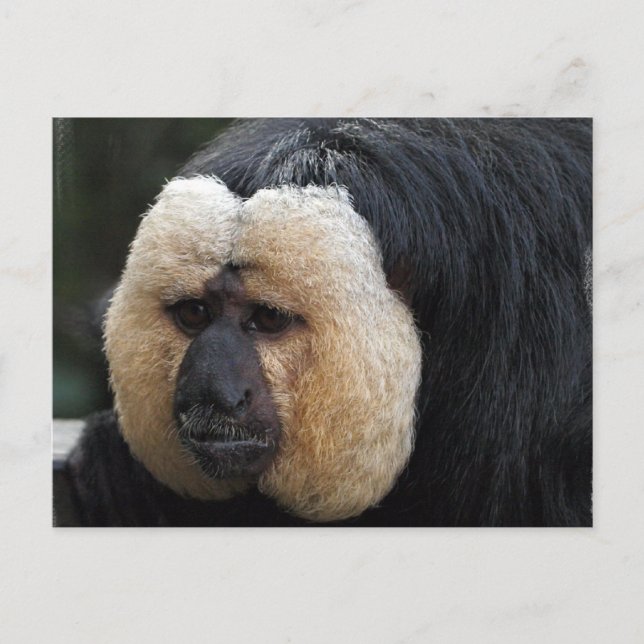 White Faced Saki Monkey Postcard (Front)