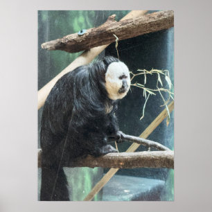White-faced Saki Monkey Poster