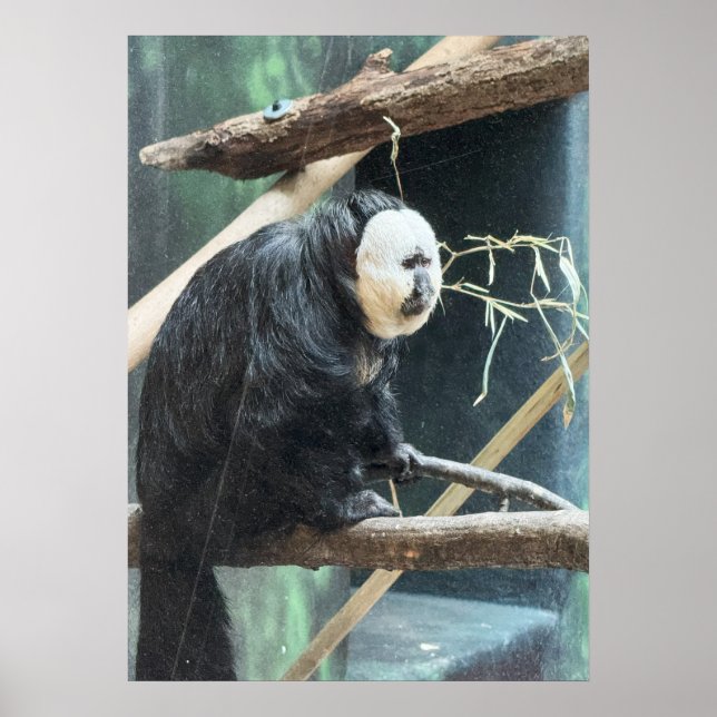 White-faced Saki Monkey Poster (Front)