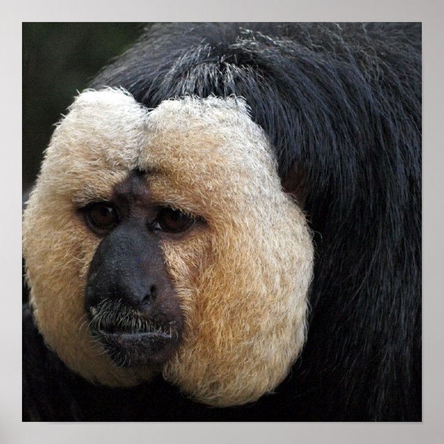 White Faced Saki Monkey Poster (Front)