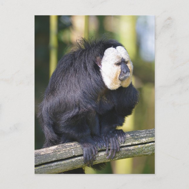 White-faced saki on branch postcard (Front)