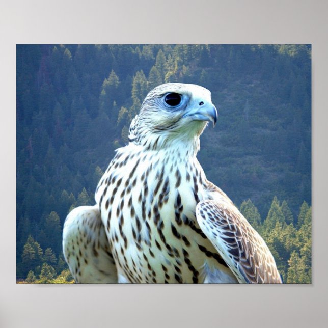 White falcon poster (Front)