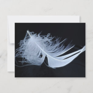White feather - angelic by nature
