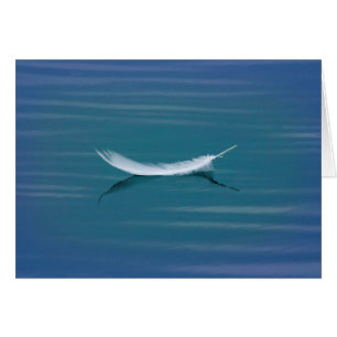 White Feather on Water