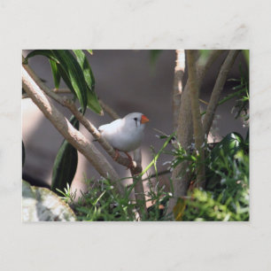 White Finch Photo Postcard