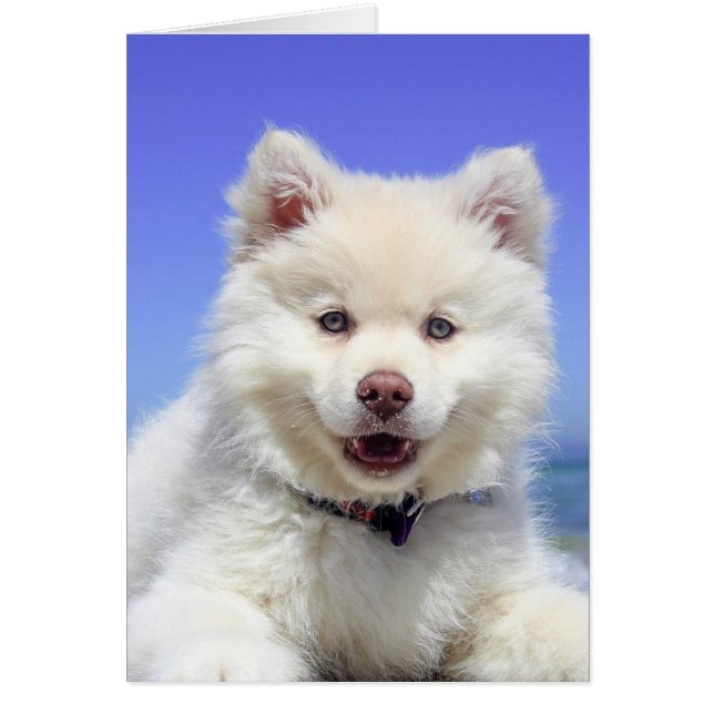 White Finnish Lapphund Puppy Cute (Front)