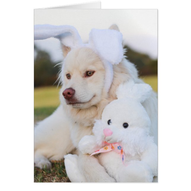 White Finnish Lapphund Puppy Cute (Front)