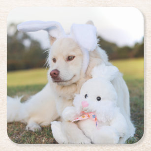 White Finnish Lapphund Puppy Cute Square Paper Coaster