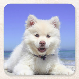 White Finnish Lapphund Puppy Cute Square Paper Coaster