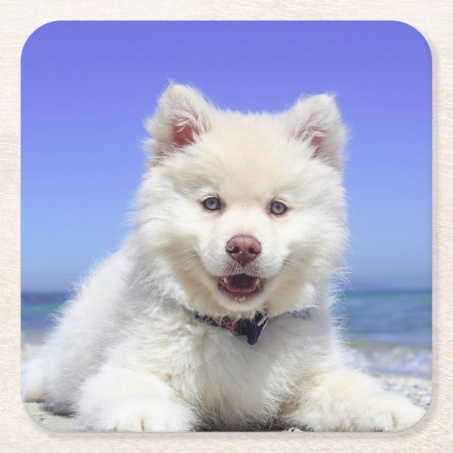 White Finnish Lapphund Puppy Cute Square Paper Coaster (Front)