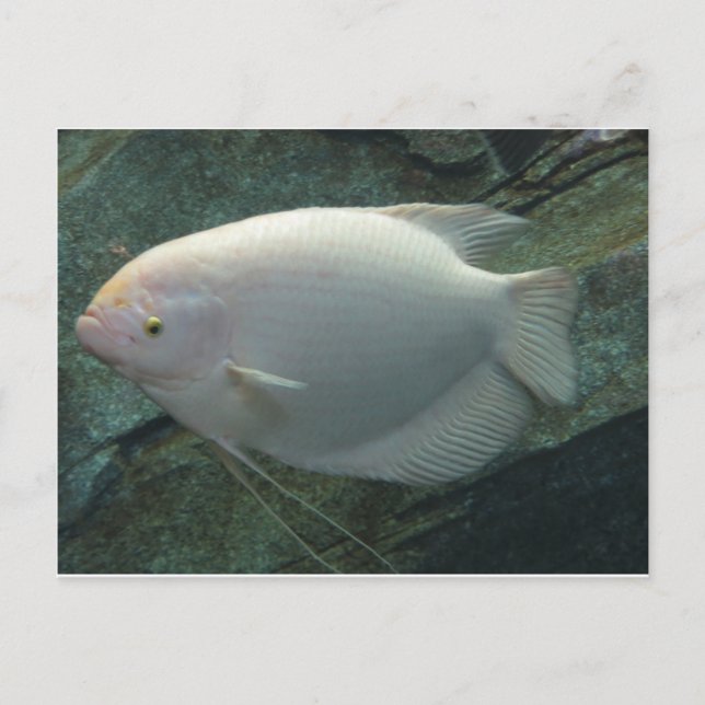 White Fish Postcard (Front)