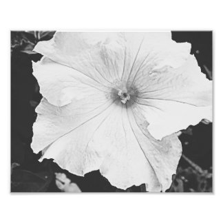 White Floral 10x8 Photo Print