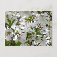 White floral photo white flowing tree