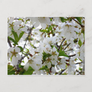 White floral photo white flowing tree postcard