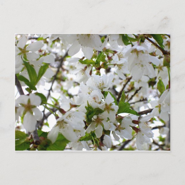 White floral photo white flowing tree postcard (Front)
