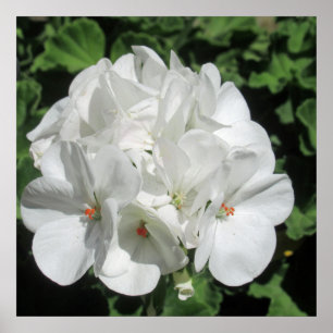 White Floral Photography  Poster