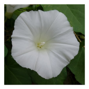 White Flower 20" x 20",Poster Paper,Semi-Gloss Poster