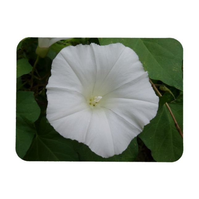 White Flower 3"x4" Magnet (Horizontal)
