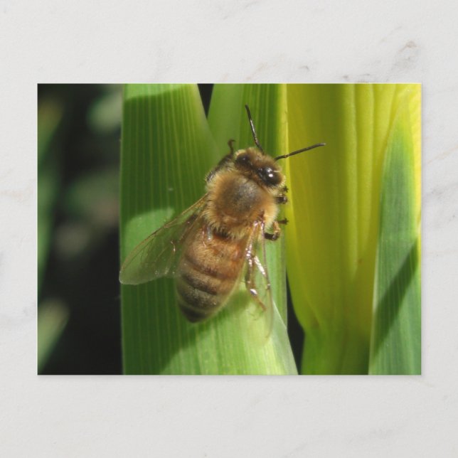White Flower Bee Postcard (Front)