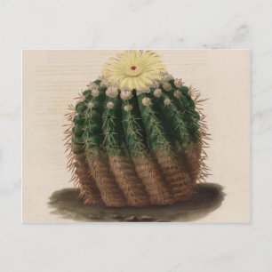 White Flower Cactus Vintage Botanical Print Postcard