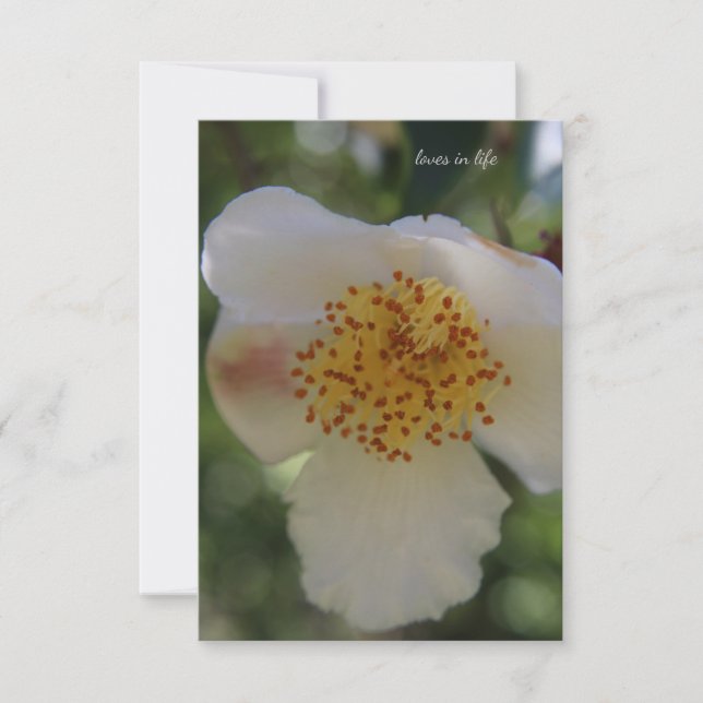 White Flower, close-up Card (Front)