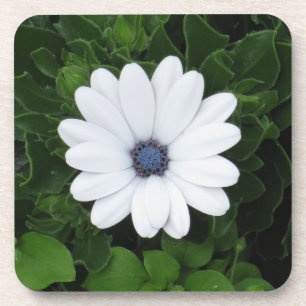 White Flower coasters