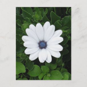White Flower custom postcard