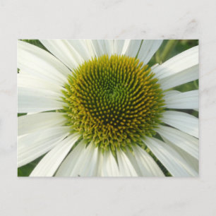 White Flower DIY Postcard