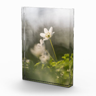White Flower Nature Photo Block