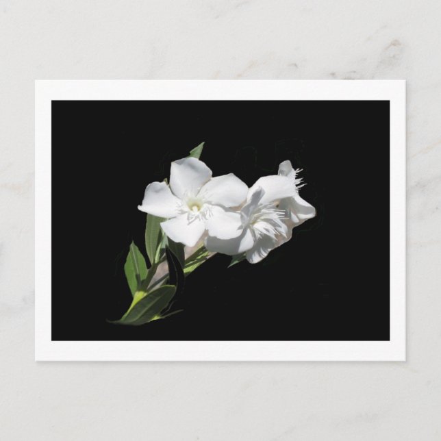 White Flower - Oleander - on Black Postcard (Front)