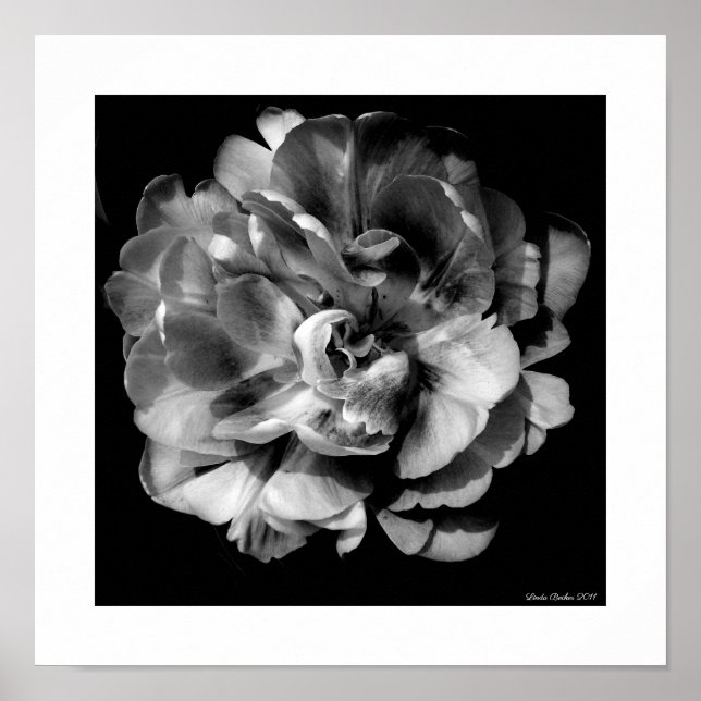 White Flower on Black Background II Poster (Front)