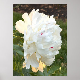 White Flower Photo Poster