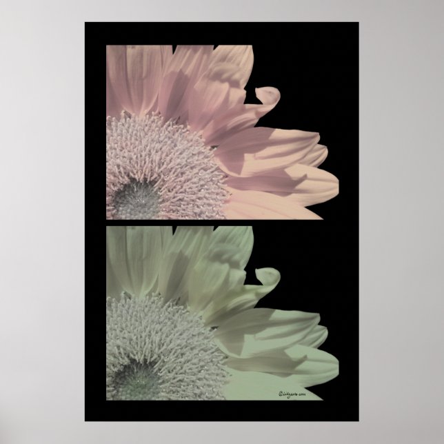 White Flower Pink Flower Poster Print (Front)