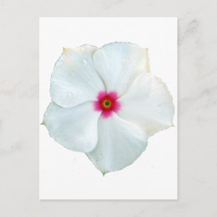 white flower postcard