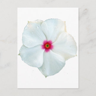 white flower postcard
