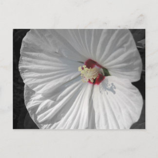 white flower postcard