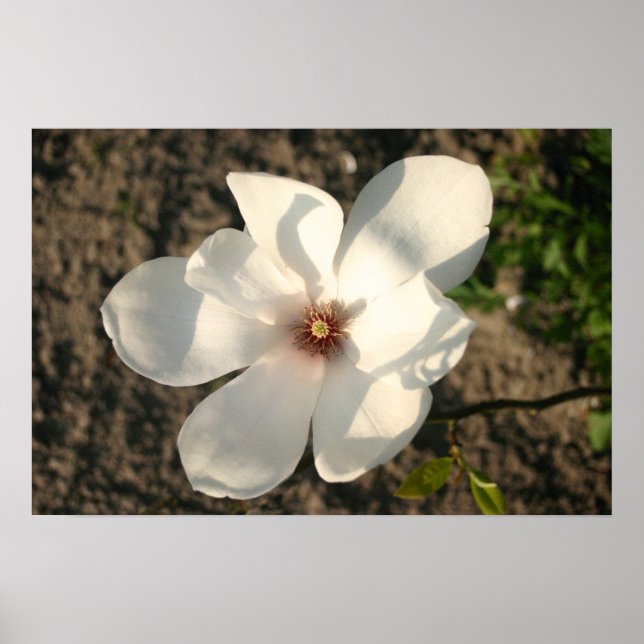 White Flower Poster (Front)